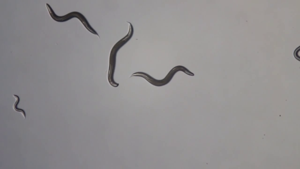 C-elegans original image