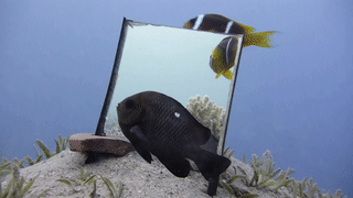fish-mirror