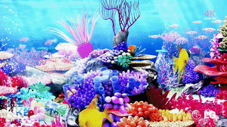 A beautiful undersea video